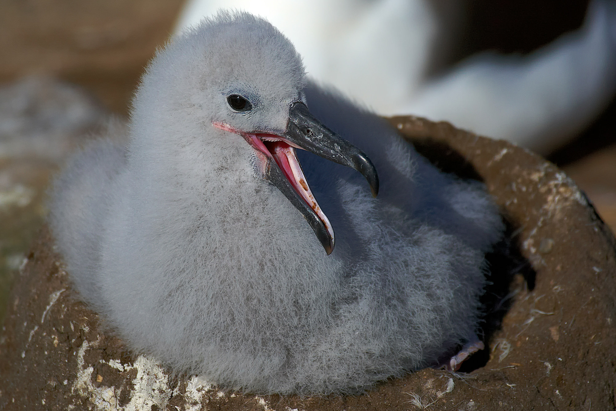 Schwarzbrauen Albatros Küken